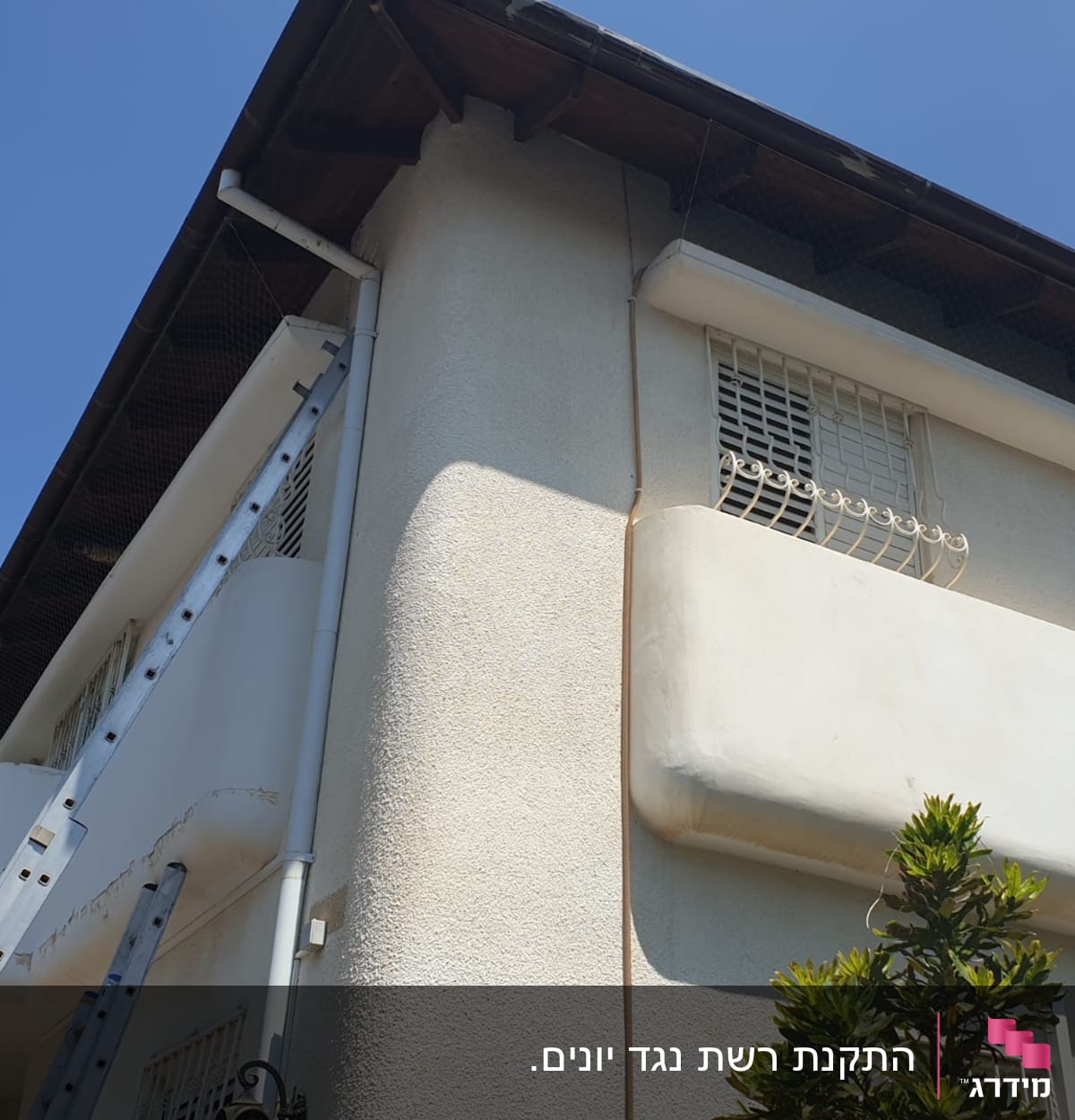 סולם מתכת צמוד לקיר בניין עם רשת יונים